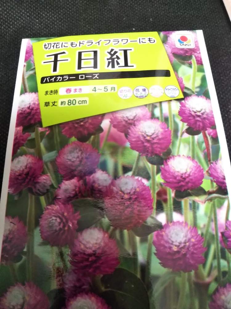 種まきno17 千日紅 バイカラー 9 18更新 Greensnap グリーンスナップ