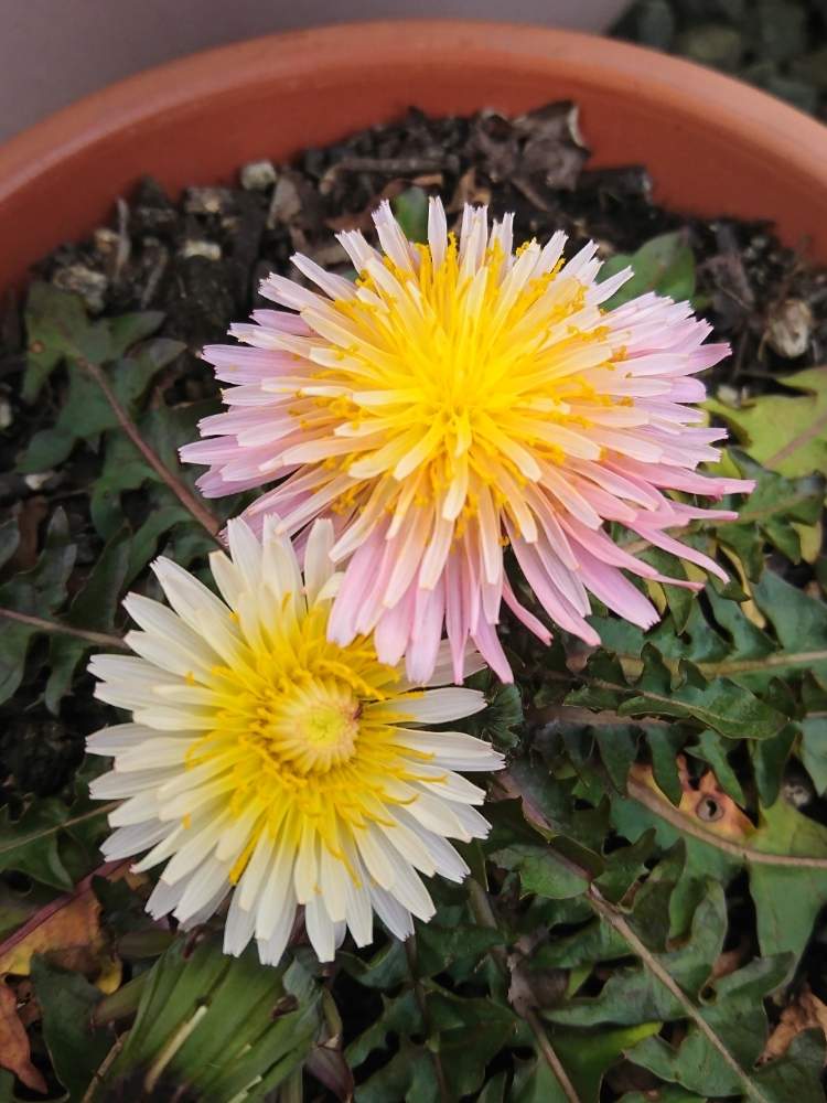 タンポポの投稿画像 By たまさん 緋紅ﾀﾝﾎﾟﾎﾟとかわいいとピンクの花とありがとうとうどん県人会と種まきから育てると たまのまとめ とたんぽぽ愛好家友の会 月3月27日 Greensnap グリーンスナップ