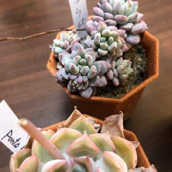 池袋西武鶴仙園の投稿画像一覧 Greensnap グリーンスナップ