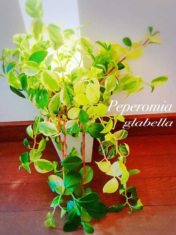 ペペロミアグラベラの投稿画像 By Junさん ペペロミア グラベラと観葉植物と可愛いすぎる と癒しとgs映えとペペロミア属と眩しい とライトアップ 月3月27日 Greensnap グリーンスナップ