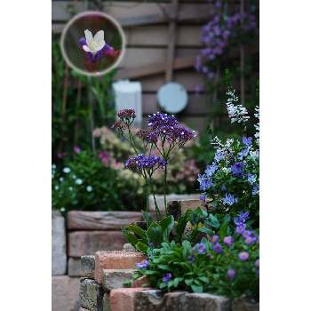 宿根スターチス リモニウムペレジーの投稿画像一覧 Greensnap グリーンスナップ