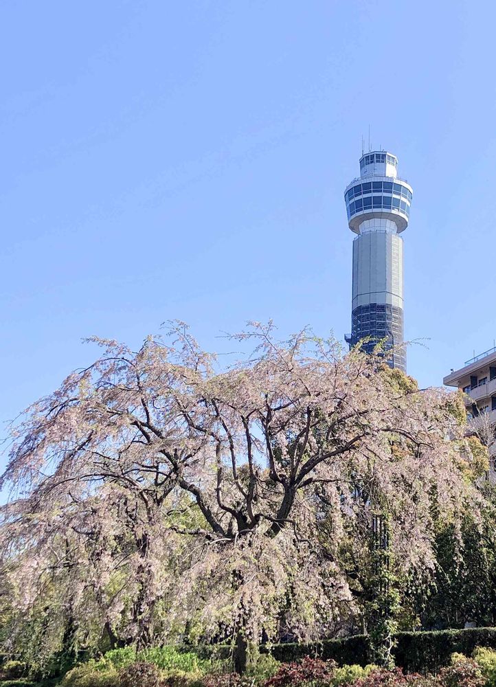 mamiさんの山下公園への投稿