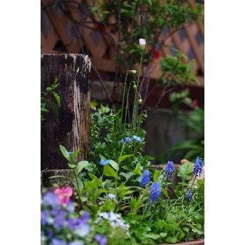 三月の箱庭の画像 by 我楽多さん | 小さな庭とクレビス(桃色タンポポ)と３月の花と三月の箱庭とOLY 40-150mm F2.8 Pro