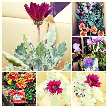 春の花壇づくりの投稿画像一覧 Greensnap グリーンスナップ