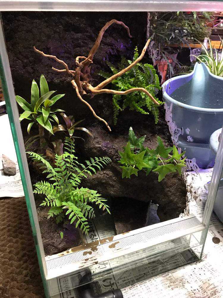 クリエイトソイルを使ったテラリウム製作 Greensnap グリーンスナップ