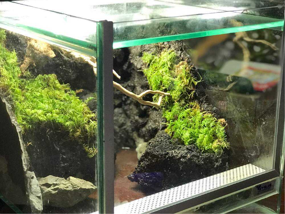 クリエイトソイルを使ったテラリウム製作 Greensnap グリーンスナップ