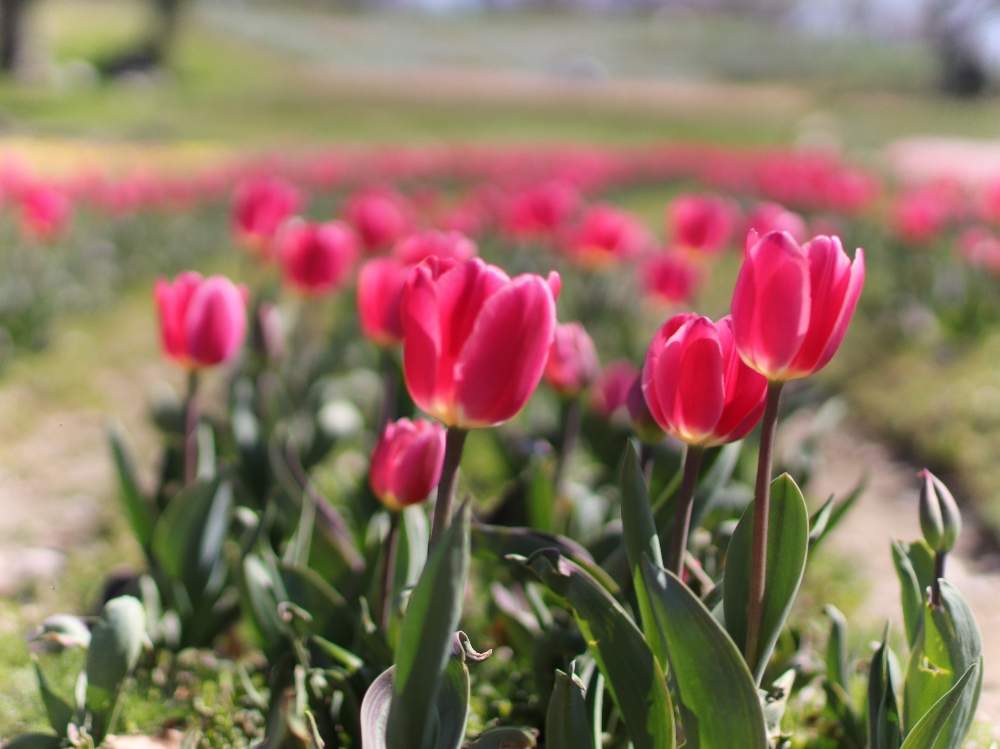 チューリップの投稿画像 By 葉っぱ さん チュー リップと春のお花と穏やかな春の日とチューリップの丘と可愛い花と春の香りと一眼レフと万国博記念公園と赤い花と花のある暮らし 月3月28日 Greensnap グリーンスナップ