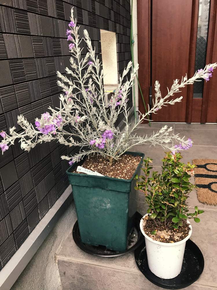 エレモフィラ ニベアの投稿画像 By 大ちゃんさん 玄関と花のある暮らしとガーデニングフェスフォトコンと花のある暮らしとガーデニングフェスフォトコン 月3月28日 Greensnap グリーンスナップ Greensnap グリーンスナップ