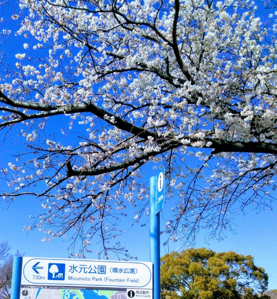 水元公園の投稿画像 By M Oさん 桜の花と水元公園の桜並木 月3月28日 Greensnap グリーンスナップ