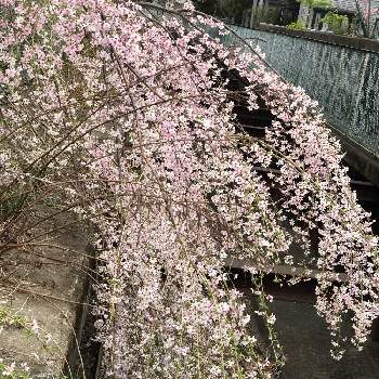 春の散歩の画像 by nicchimoさん | お出かけ先と私も、、枝垂れ桜ですと春の散歩と春を待つ風景