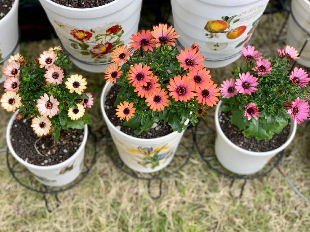 オステオスペルマムの投稿画像 By 黄身さん オステオスペルマム アキラ と雨が多い地方とおうちフラワーフォトコンテストと北陸地方と植中毒とまだまだ初心者と花のある暮らしと石川県と小さな庭とおうち園芸と ひとてま込めて と雨が多い地方とおうちフラワー