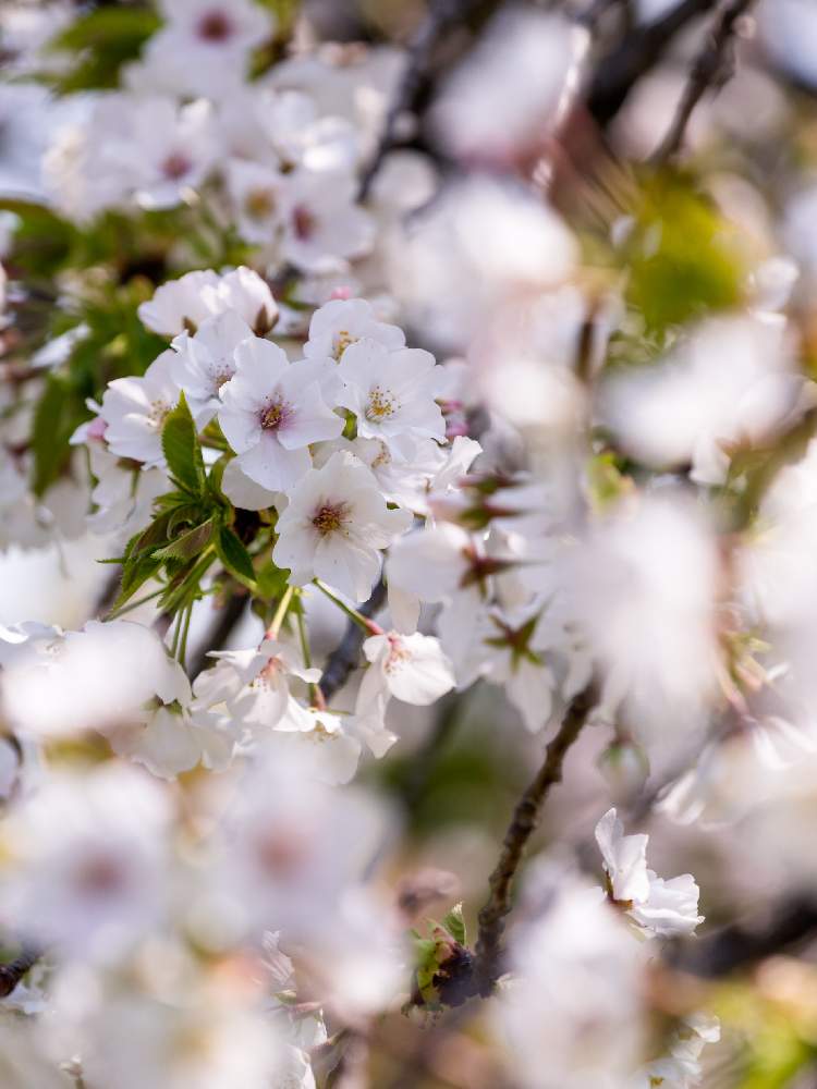 ミシマザクラの投稿画像 By Houroumonoさん 白い花とさくら 桜 サクラ 月3月28日 Greensnap グリーンスナップ
