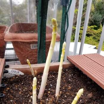 ホワイトアスパラの投稿画像一覧 Greensnap グリーンスナップ