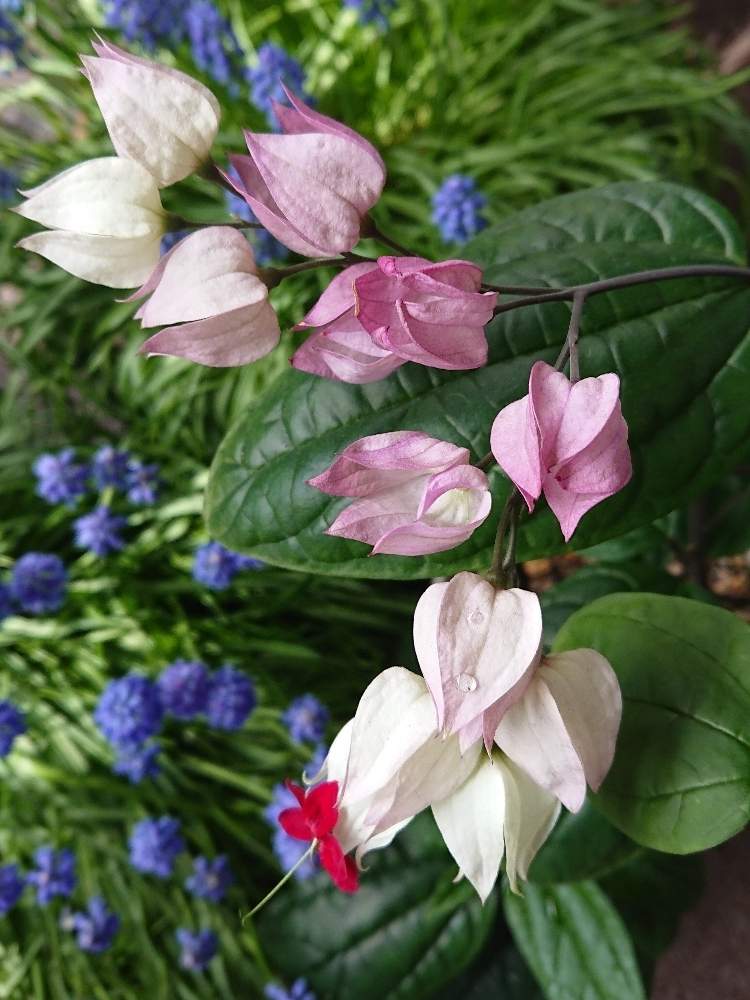 ムスカリの投稿画像 By プクプクさん 源平カズラと花のある暮らしと季節外れと不思議な花 月3月28日 Greensnap グリーンスナップ