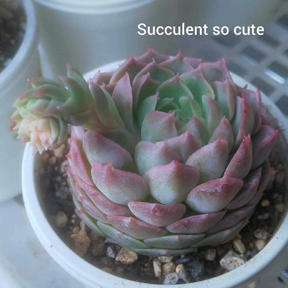 ピンクノアールの投稿画像 By Succulent So Cute さん Pink Noirとチーム大阪と名前にピンクとno Green No Lifeとお気に入り と春の多肉ちゃんとエケベリア属とスマホ撮影加工なしとsucculent So Cute とチームグリーンとcute ピンクノアールとgreenと