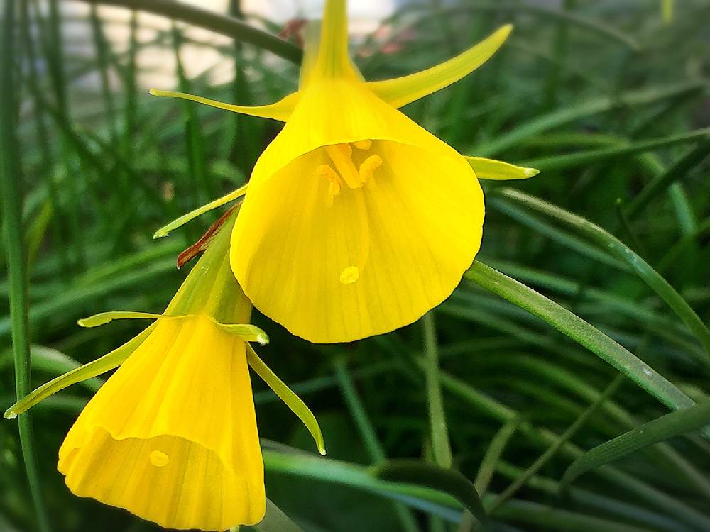 ナルキッスス ブルボコディウムの投稿画像 By おんぷ さん ペチコート水仙 とキュンキュン乙女倶楽部とgs中毒と初めての花 と横浜散歩と幸せの黄色いお花とお花が好き と花のある暮らしとチーム横浜とiphone撮影とお出かけ先とペチコート水仙 とキュンキュン乙女