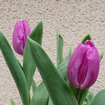 球根福袋の投稿画像一覧 Greensnap グリーンスナップ