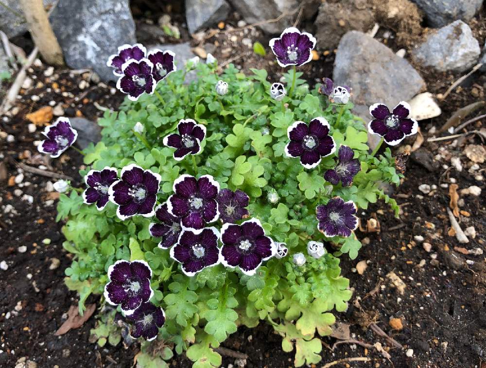 ネモフィラ ペニーブラックの投稿画像 By Siiiiiiiiさん 花のある暮らし 月3月28日 Greensnap グリーンスナップ