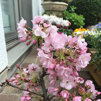 プライベートサロンの画像 by e-sakuraさん | 広い庭とハナカイドウと花のある暮らしとプライベートサロンとエステティックサロンと花迎え