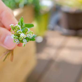 雑草花束の投稿画像一覧 Greensnap グリーンスナップ