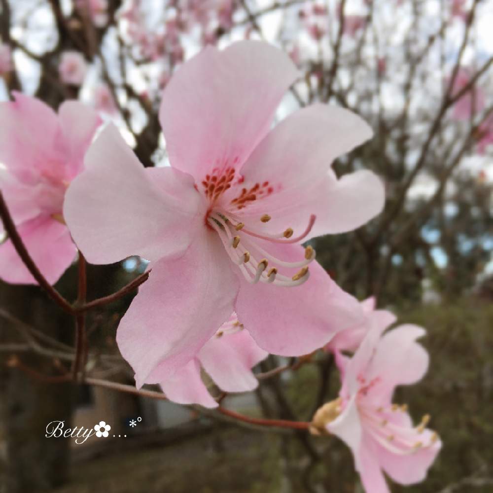 クロフネツツジの投稿画像 By ベティさん 可愛いピンク色 と花のある暮らしと職場にてと植中毒 月3月28日 Greensnap グリーンスナップ