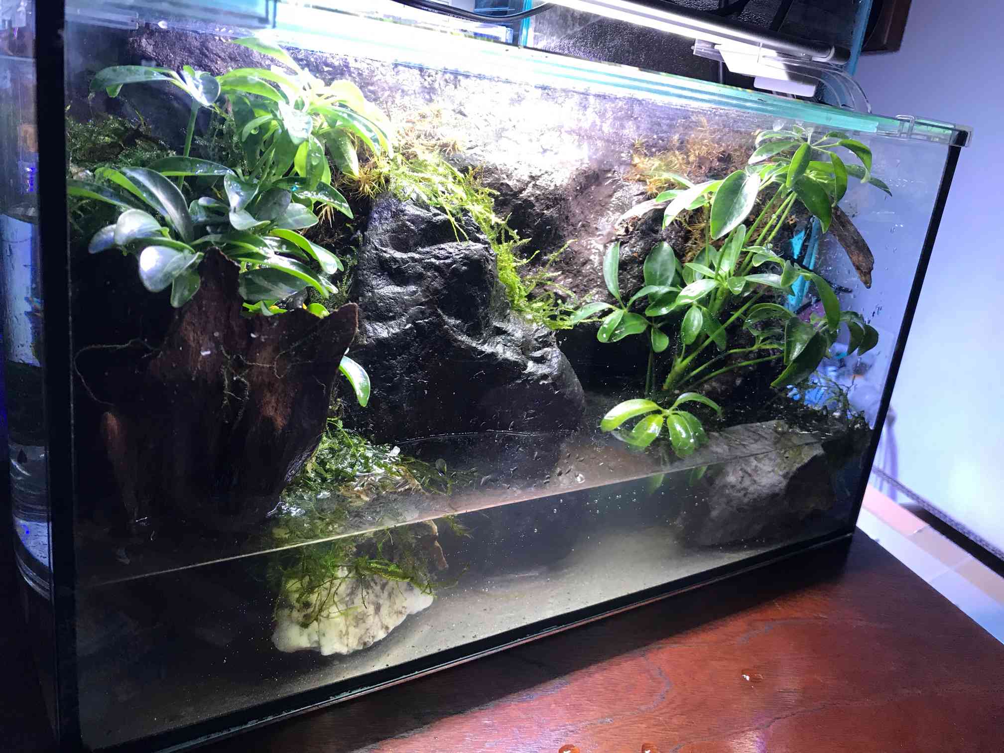 クリエイトソイルでテラリウム水槽その2｜🍀GreenSnap（グリーンスナップ）