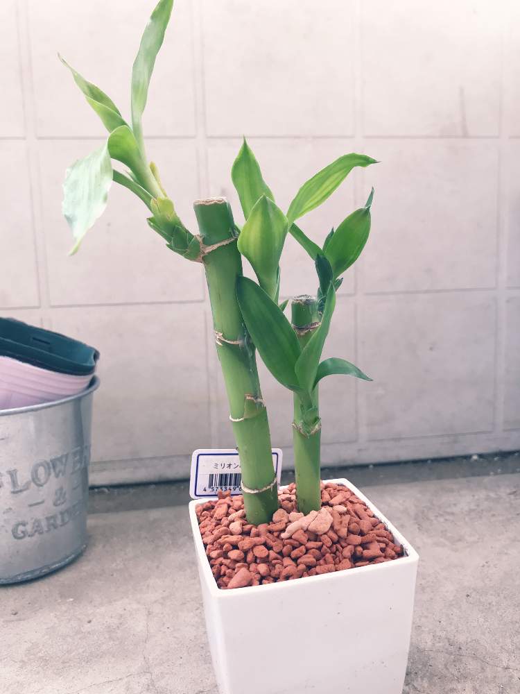 ミリオンバンブーの投稿画像 By Tkn Gardenさん ドラセナ サンデリアーナ ミリオンバンブー 月3月28日 Greensnap グリーンスナップ