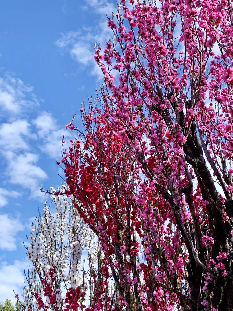 お出かけ先の投稿画像 By Tazさん 花桃 と花桃の木と花桃 ほうき立ち性と花桃 と花桃の木と花桃 ほうき立ち性 月3月28日 Greensnap グリーンスナップ Greensnap グリーンスナップ