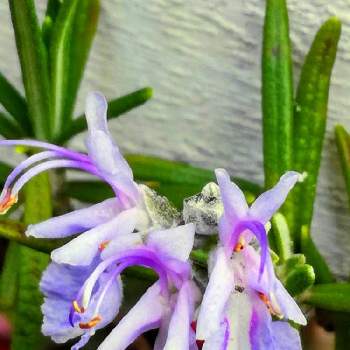 咲いてるよの画像 by ゆほちさん | 小さな庭とローズマリーと可愛いよと大好きな植物と咲いてるよと紫が綺麗と綺麗な色