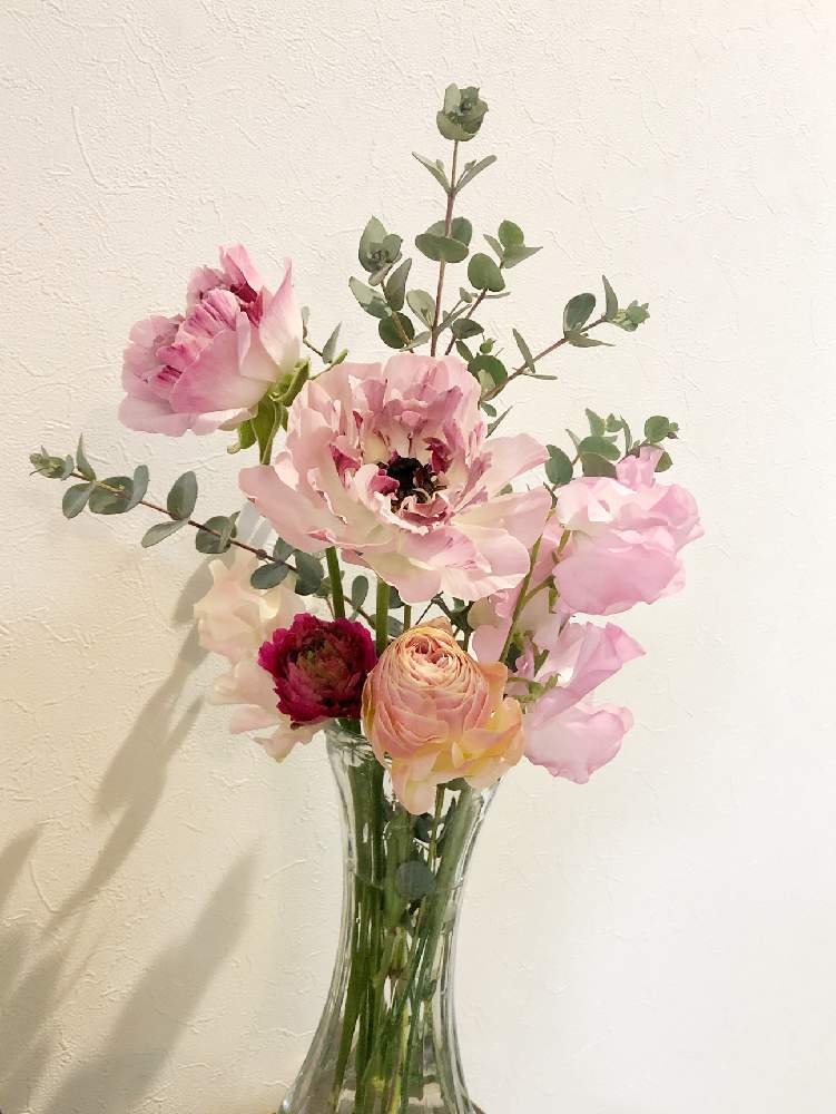 ラナンキュラス シャルロットの投稿画像 By ジーンさん 花に囲まれたいとステキな色と可愛い花と花のある生活とキレイな花とおうちフラワーフォトコンテストと花好きと花のある暮らしと切り花と部屋と花に囲まれたいとステキな色と可愛い花と花のある生活とキレイな花と ラナンキュラス シャルロットの投稿画像 By ジーンさん 花に囲まれたいとステキな色と可愛い花と花のある生活とキレイな花とおうちフラワーフォトコンテストと花好きと花のある暮らしと切り花と部屋と花に囲まれたいとステキな色と可愛い花と花のある生活とキレイな花と