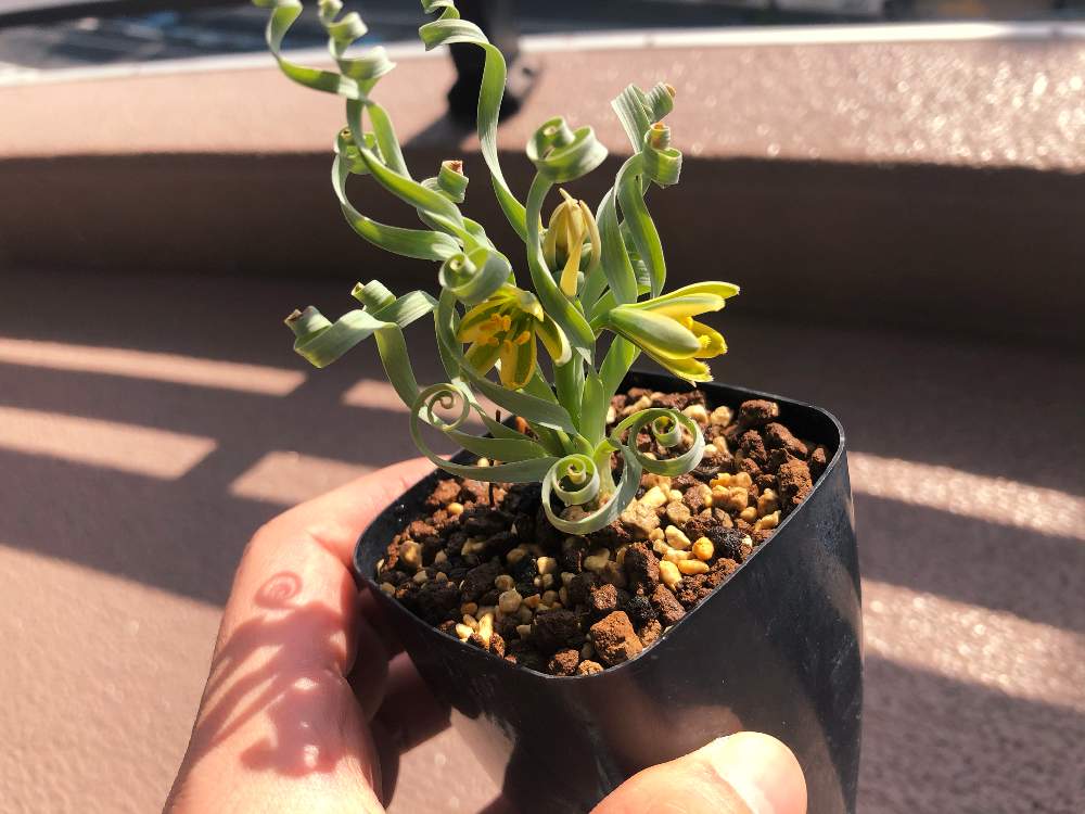 アルブカ コンコルディアナの投稿画像 By Ujiujiさん 球根植物と花のある暮らしとケープバルブとアルブカ コンコルディアな 月3月28日 Greensnap グリーンスナップ