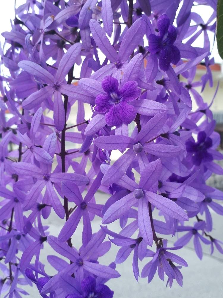 ペトレア ウォルビリスの投稿画像 By Rummyさん 広い庭と植物のある暮らしと沖縄と自分磨きと自然美と沖縄の花と木と花のある暮らしと青空と植物のある暮らしと沖縄と自分磨きと自然美と沖縄の花と木と花のある暮らしと青空 月3月28日 Greensnap グリーン