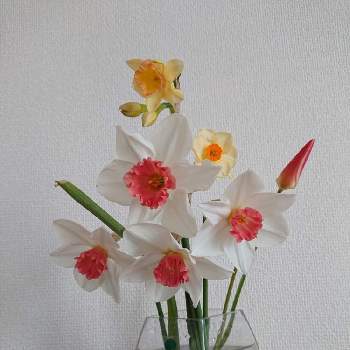 宝石のような❣️の画像 by ひーくんさん | 部屋とたのしみ♡と花の色と宝石のような❣️と大好きなお花と花のある暮らし