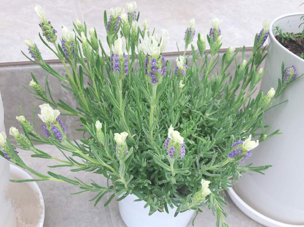 ラベンダーの投稿画像 By Lillyさん フレンチラベンダーと東北の春と春よこいとラベンダー とガーデニング初心者と成長記録とガーデニングと花 のある暮らしと白い花と紫の花 月3月28日 Greensnap グリーンスナップ
