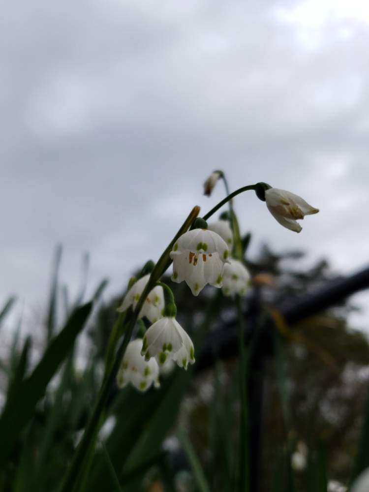 スプリング スノーフレークの投稿画像 By みぃこさん お出かけ先と自然とスノーフレーク と風景と花のある暮らしとかわいいと自然とスノーフレーク と風景と花のある暮らしとかわいい 月3月28日 Greensnap グリーンスナップ Greensnap グリーンスナップ