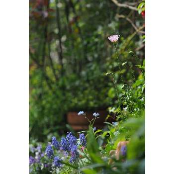 三月の箱庭の画像 by 我楽多さん | 小さな庭とムスカリとワスレナグサとクレビス(桃色タンポポ)といつもの箱庭と３月の花と三月の箱庭とOLY 40-150mm F2.8 Pro