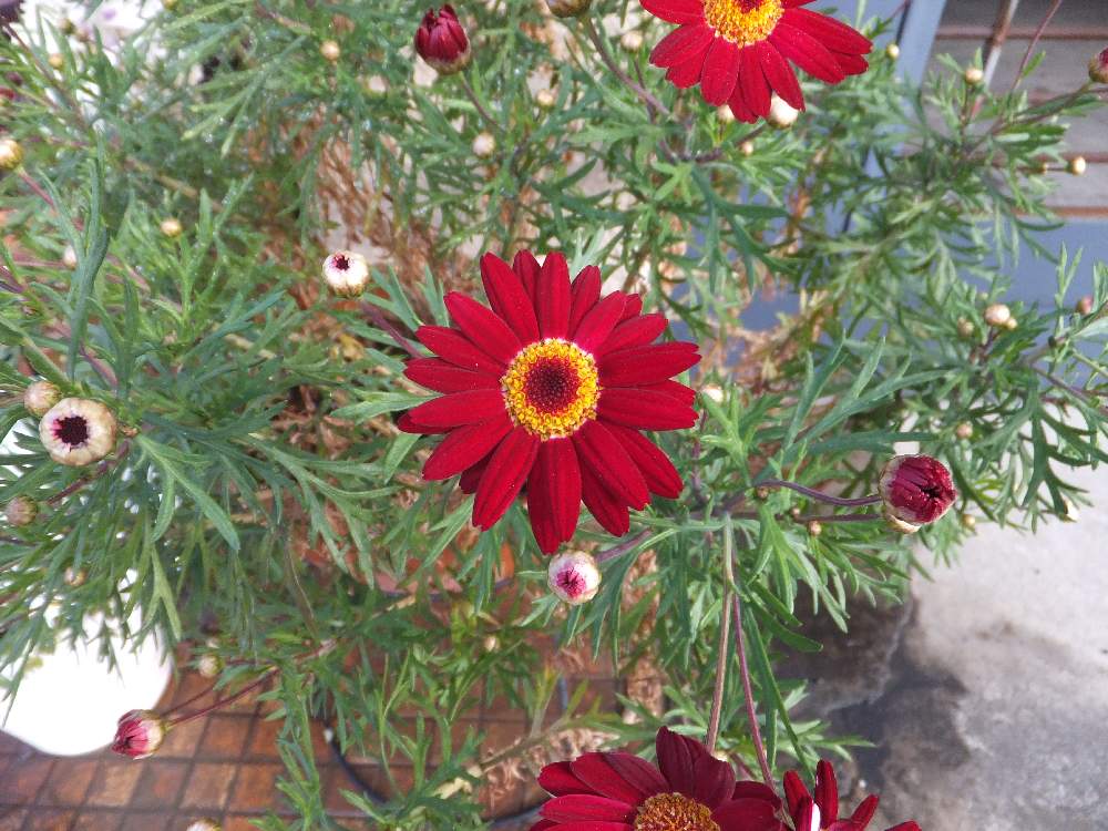 花のある暮らしの投稿画像 By Atomさん Green Up とpicatomとpicatom03とマーガレットとお出かけ先と花のある暮らしとgreen Up とpicatomとpicatom03 月3月29日 Greensnap グリーンスナップ Greensnap グリーンスナップ