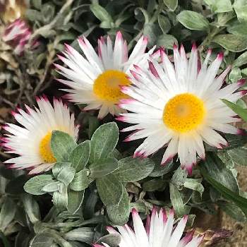 ヘリクリサム シルバーキャンドルの投稿画像一覧 Greensnap グリーンスナップ