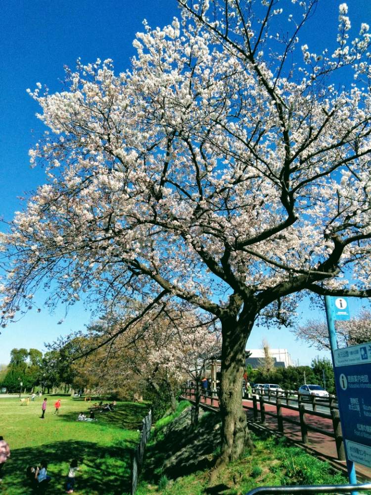 水元公園の投稿画像 By M Oさん 桜の花と水元公園の桜並木 月3月29日 Greensnap グリーンスナップ