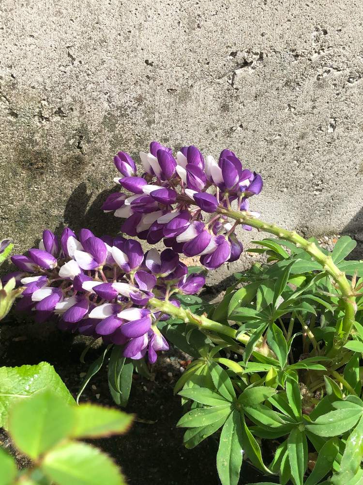 ルピナス リリアンの投稿画像 By 道端 りりりさん マメ科 月3月29日 Greensnap グリーンスナップ