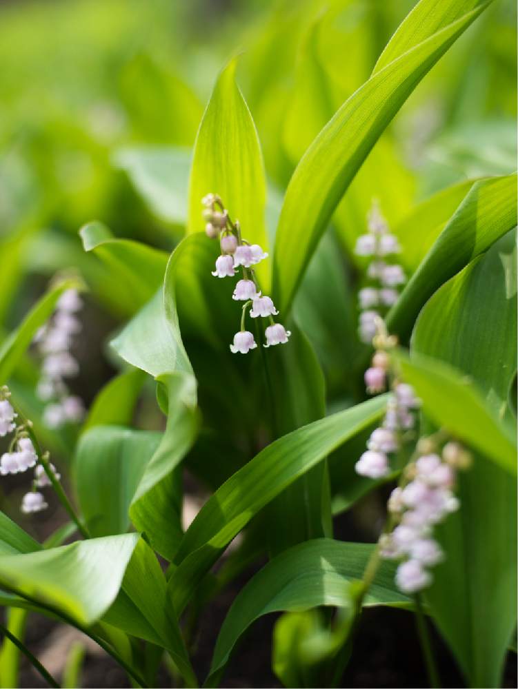 スズランの投稿画像 By Satoさん 北海道と札幌と国営滝野すずらん丘陵公園とnikond610 月3月29日 Greensnap グリーンスナップ
