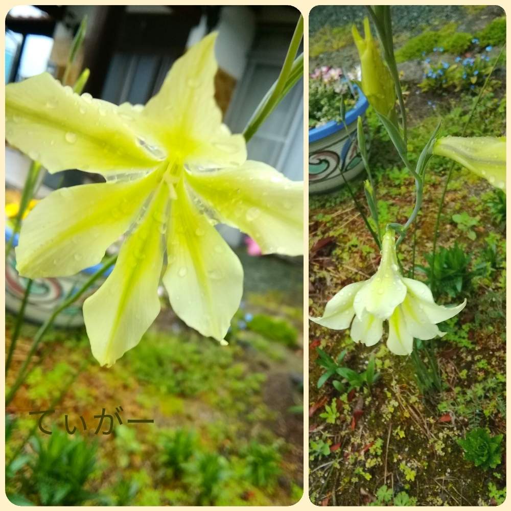 小さなお花が好きの投稿画像 By てぃがーさん かわいいのが好きと変わった形が好きと接写が好きとシンプルが好きと植物好きと面白い形と花 のある暮らしと自然の不思議と早咲きグラジオラスとグラジオラス トリスティスコンコロールとマーシュ アフリカーナと小さな庭と