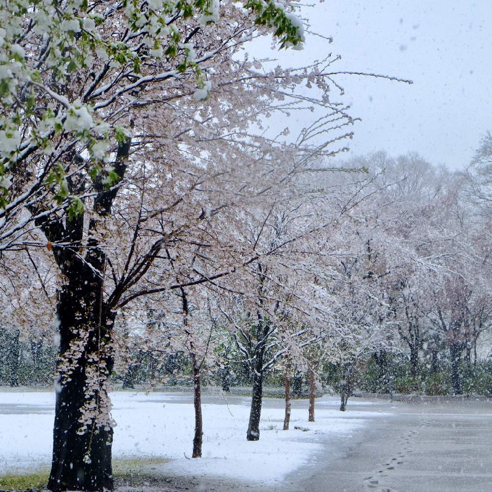 お出かけ先の投稿画像 By あゆさん 今年の桜と桜フォトコンと雪と桜と春の雪桜と花のある暮らしと今年の桜と桜フォトコンと雪と桜と春の 雪桜と花のある暮らし 月3月29日 Greensnap グリーンスナップ Greensnap グリーンスナップ お出かけ先の投稿画像 By あゆさん 今年の桜と桜フォトコンと雪と桜と春の雪桜と花のある暮らしと今年の桜と桜フォトコンと雪と桜と春の 雪桜と花のある暮らし 月3月29日 Greensnap グリーンスナップ Greensnap グリーンスナップ