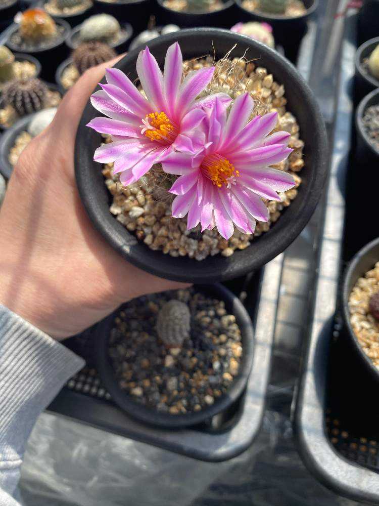 わたしとサボテンの花 2020ver｜🍀GreenSnap（グリーンスナップ）