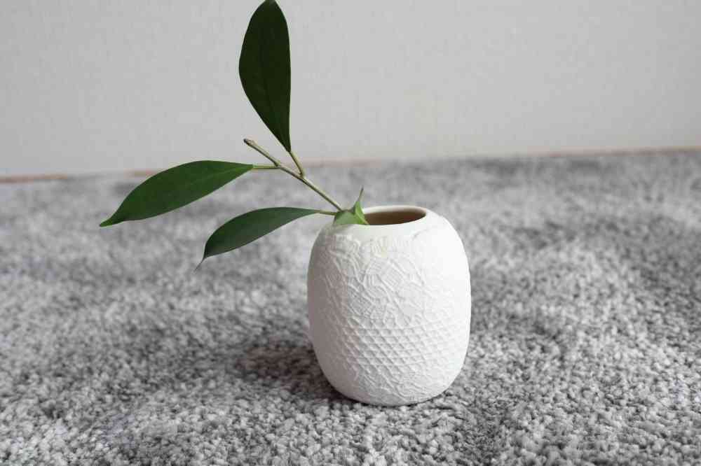 ガジュマル挿し木観察日記｜🍀GreenSnap（グリーンスナップ）