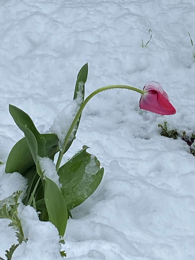 チューリップの投稿画像 By ヨッピーさん 雪とお花 と季節を楽しむと チューリップと雪の庭と庭のチューリップと3月の庭と花のある暮らしと３月の花と チューリップフォトコン 月3月29日 Greensnap グリーンスナップ