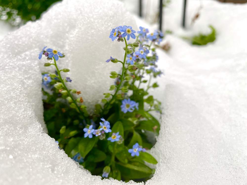 忘れな草の投稿画像 By ミニマさん 花のある暮らしと植物のある暮らしと開花中 月3月29日 Greensnap グリーンスナップ