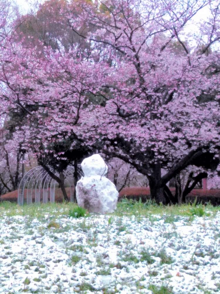 桜の花の投稿画像 By M Oさん みさと公園と雪だるまと桜 2020月3月29日 Greensnap グリーンスナップ