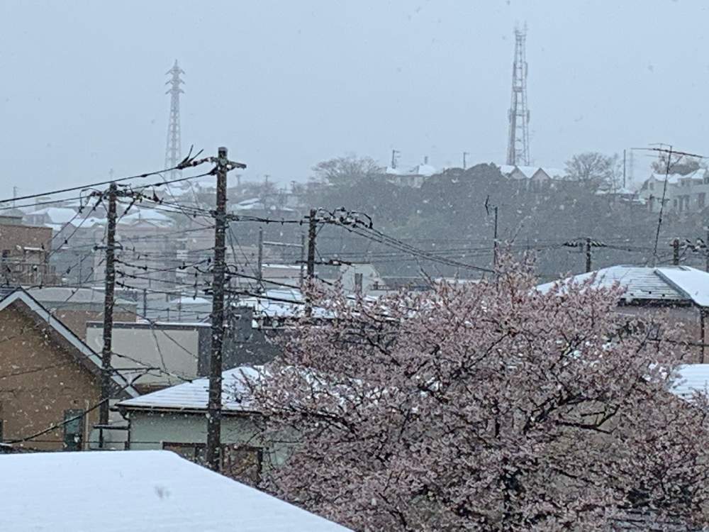 桜フォトコンの投稿画像 By Mihoさん 白とピンクとさくら さくらと桜と雪とさくら と雪景色と桜と雪と桜と不思議な光景と花のある暮らし 月3月29日 Greensnap グリーンスナップ