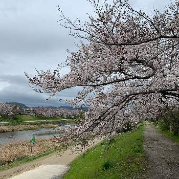 鴨川の投稿画像一覧 Greensnap グリーンスナップ